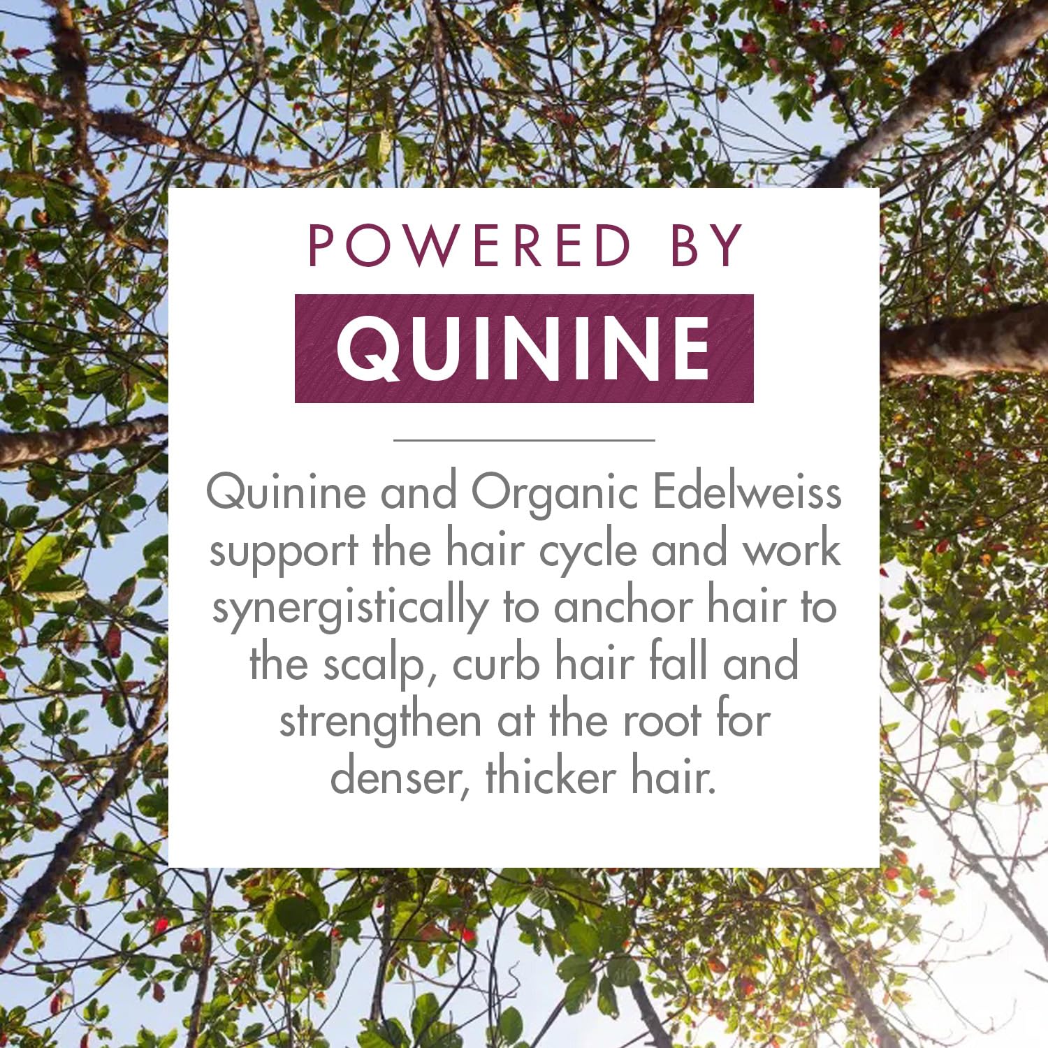 Klorane Quinine & B Vitamins Hair Conditioner for Thinning Hair - Thicker, Stronger, Healthier Hair for Men & Women | Daily Hair Care for Volume & Strength