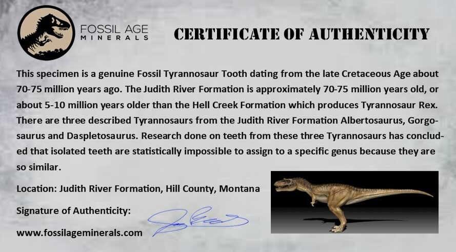 Authentic Tyrannosaur Serrated Fossil Tooth - Cretaceous Dinosaur Fossil from Judith River Formation with COA - Perfect for Paleontology Collections, Educational Displays & Dinosaur Enthusiasts