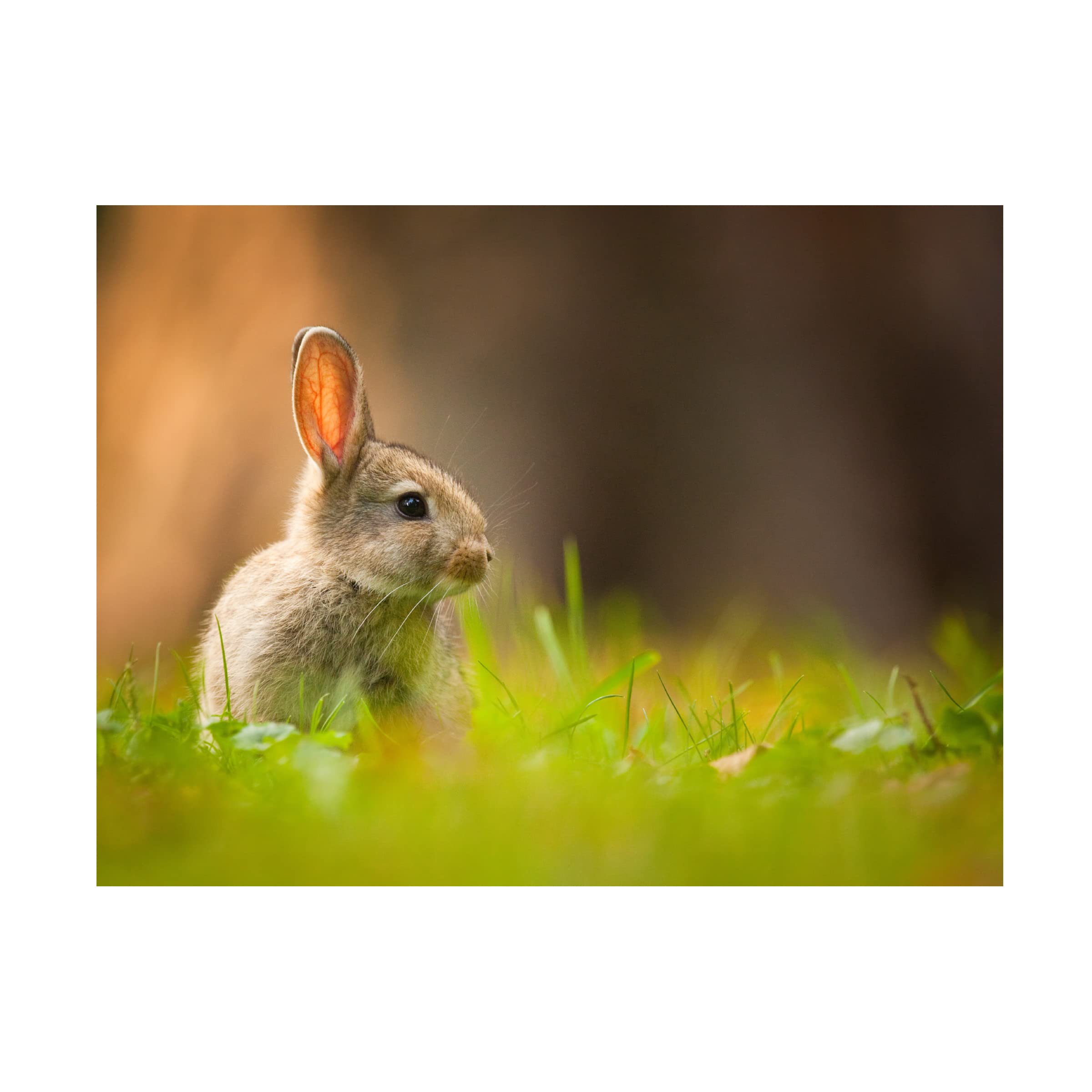 Robert Adamec 'Rabbit' Canvas Wall Art Print - Modern Home Decor for Living Room, Bedroom & Office - Trademark Fine Art Collection