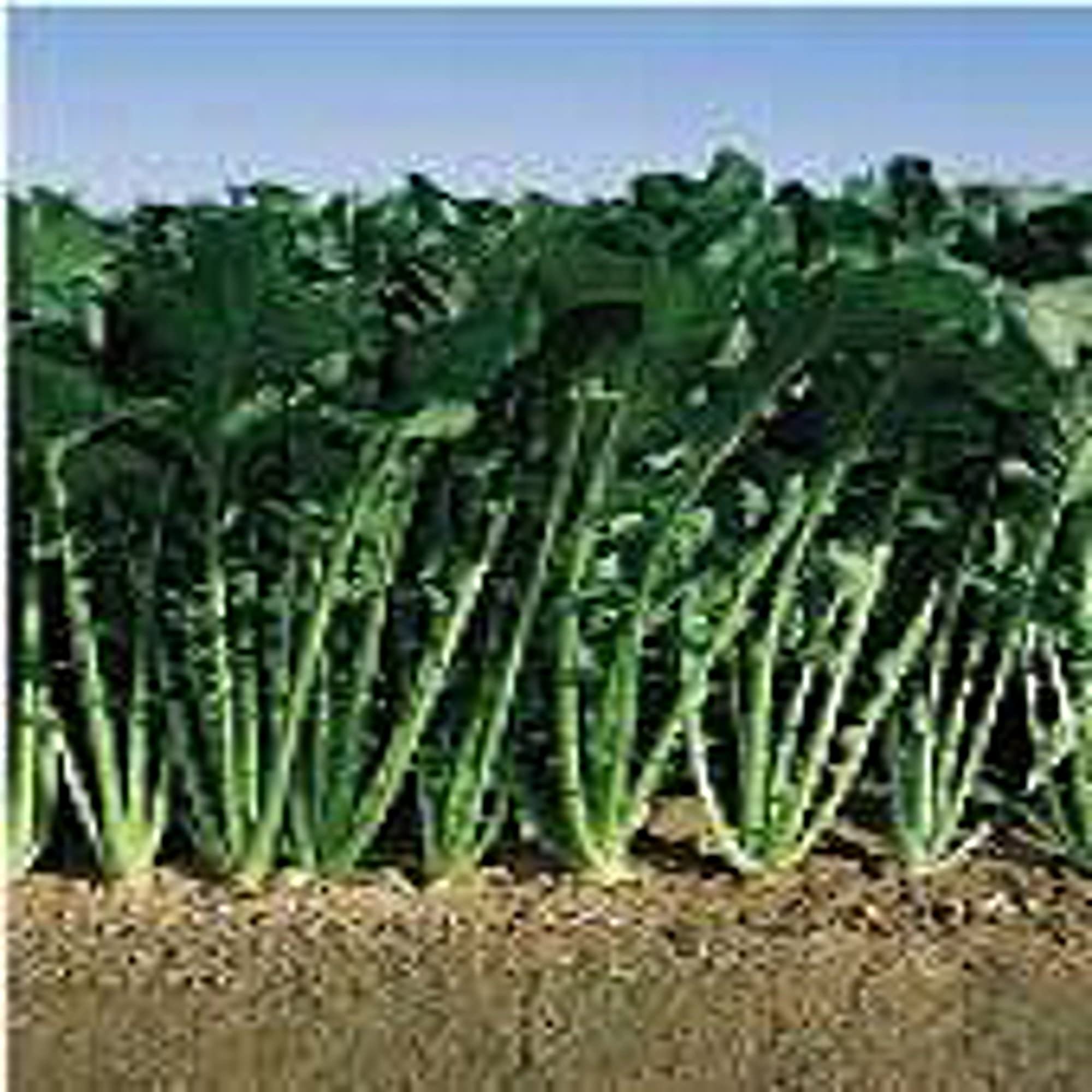 Non-GMO Topper Turnips Seeds (20+ Seeds) - Vegetable, Fruit, Herb & Flower Seeds for Planting | Home Garden, Greenhouse & Outdoor Farming Use