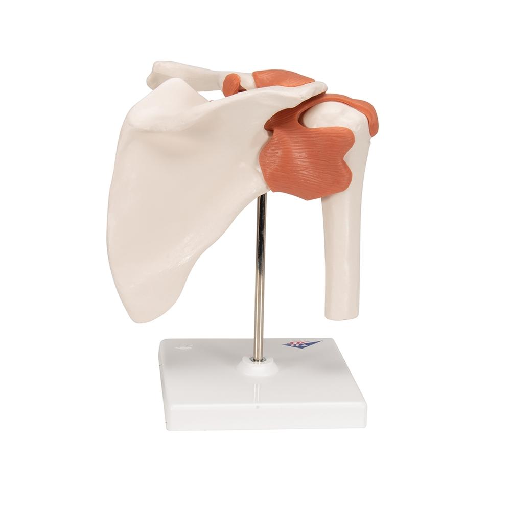 Functional Shoulder Joint Model - Anatomical Shoulder Joint Demonstration for Medical Students & Physical Therapy Training | Perfect for Classroom, Clinic & Home Study