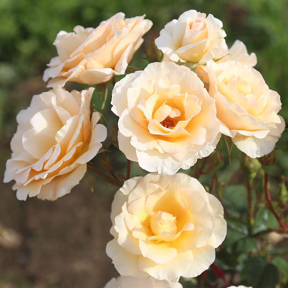 Heirloom Roses English Rose Plant - by Appointment™ Orange Rose Bush, English Legend Live Plant for Outdoor Gardening | Perfect for Landscaping, Garden Borders & Home Decor