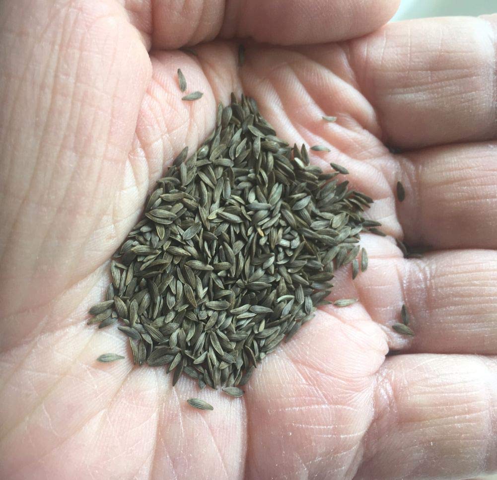 Black Seeded Simpson Lettuce Seeds - 1000 Non-GMO Heirloom Open Pollinated (Lactuca Sativa) - Perfect for Home Gardens, Hydroponics & Organic Farming