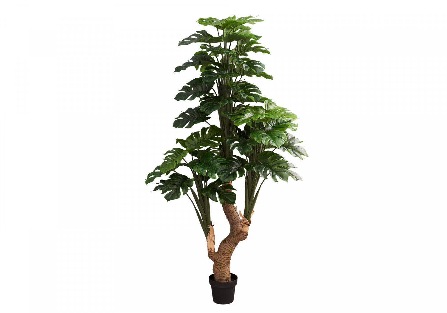 83 Monstera Deliciosa Plant with 8-Inch Black Pot - Large Indoor Houseplant for Home Decor, Office, Living Room & Bedroom
