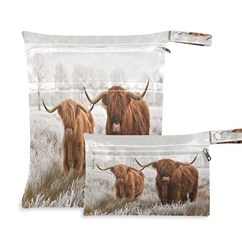 Highland Cattle