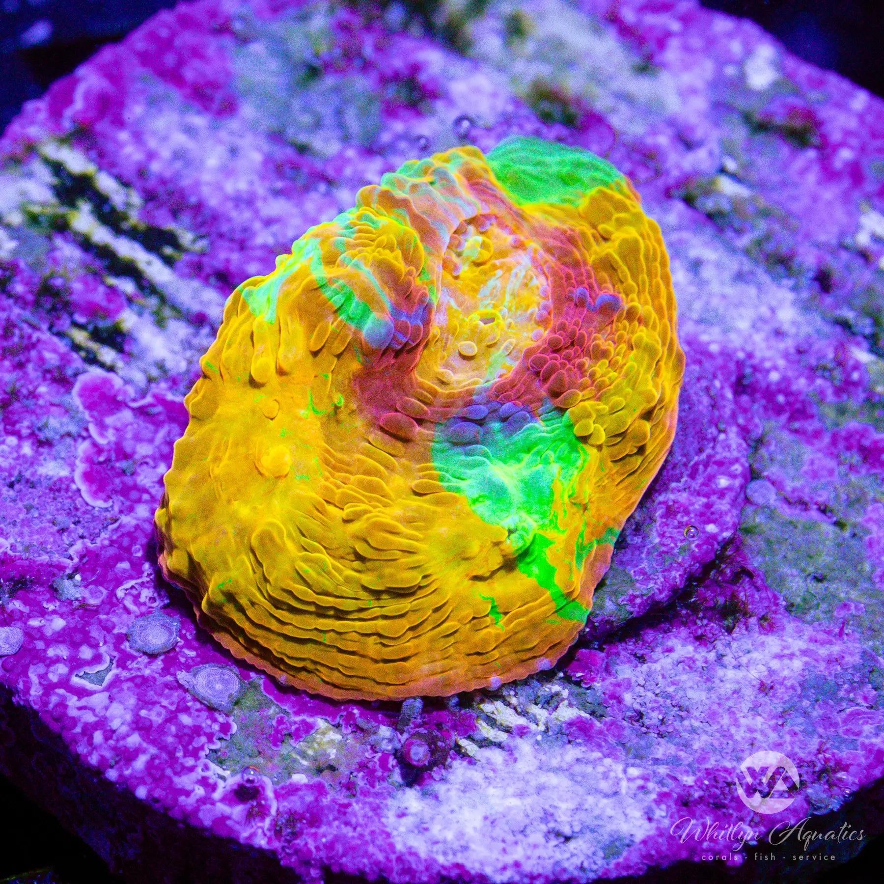 C5 WA Tangerine Jellybean Chalice Coral - Premium Saltwater Aquarium Coral for Reef Tanks | Perfect for Beginners & Advanced Hobbyists | Enhances Tank Beauty & Biodiversity