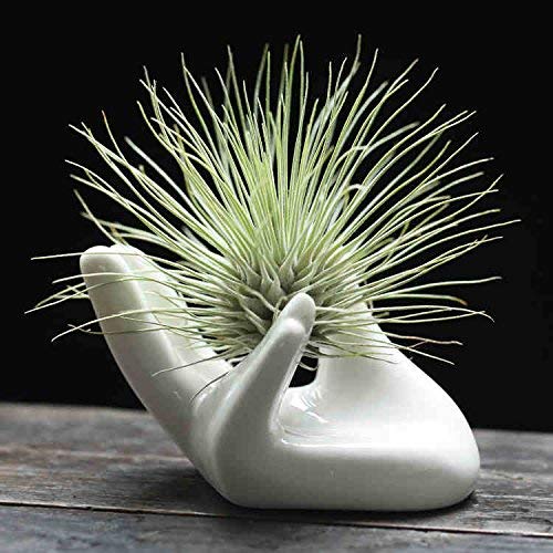 3 Pack Small Ceramic Air Plant Pots - Tillandsia Holder & Decorative Planters for Home, Office, or Wedding Decor - Perfect for Tabletop, Shelf, and Wall Display