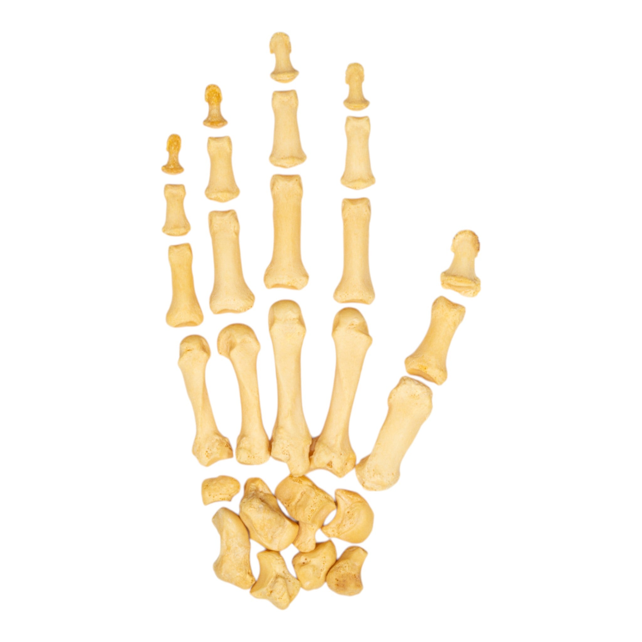 Antique Real Human Hand - Unique Collectible for Home Decor, Halloween Props, and Gothic Display
