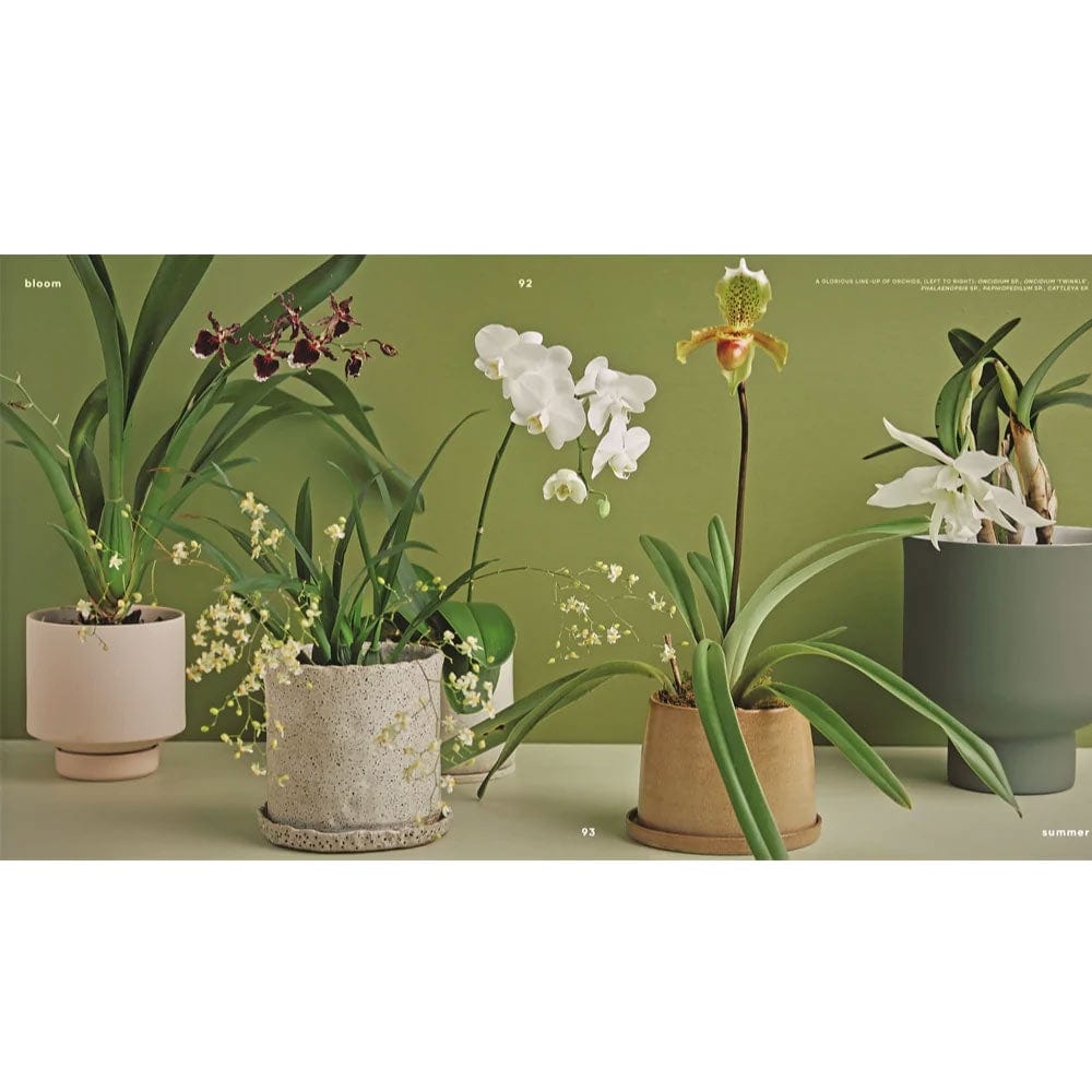 Bloom: Best Indoor Flowering Plants for Home & Balcony - Perfect for Living Rooms, Bedrooms, and Small Spaces