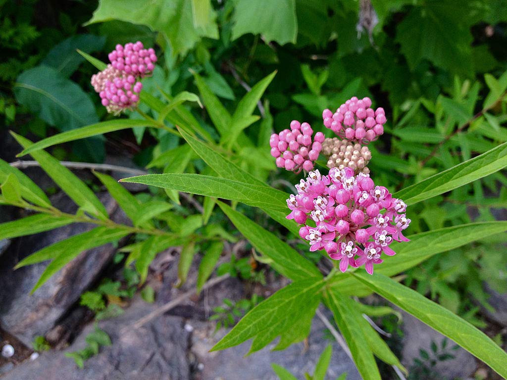 Swamp Milkweed Starter Plants (10 Pack) - Asclepias Incarnata for Butterfly Gardens & Pollinator Habitats - Perfect for Wetland Planting & Monarch Butterfly Conservation