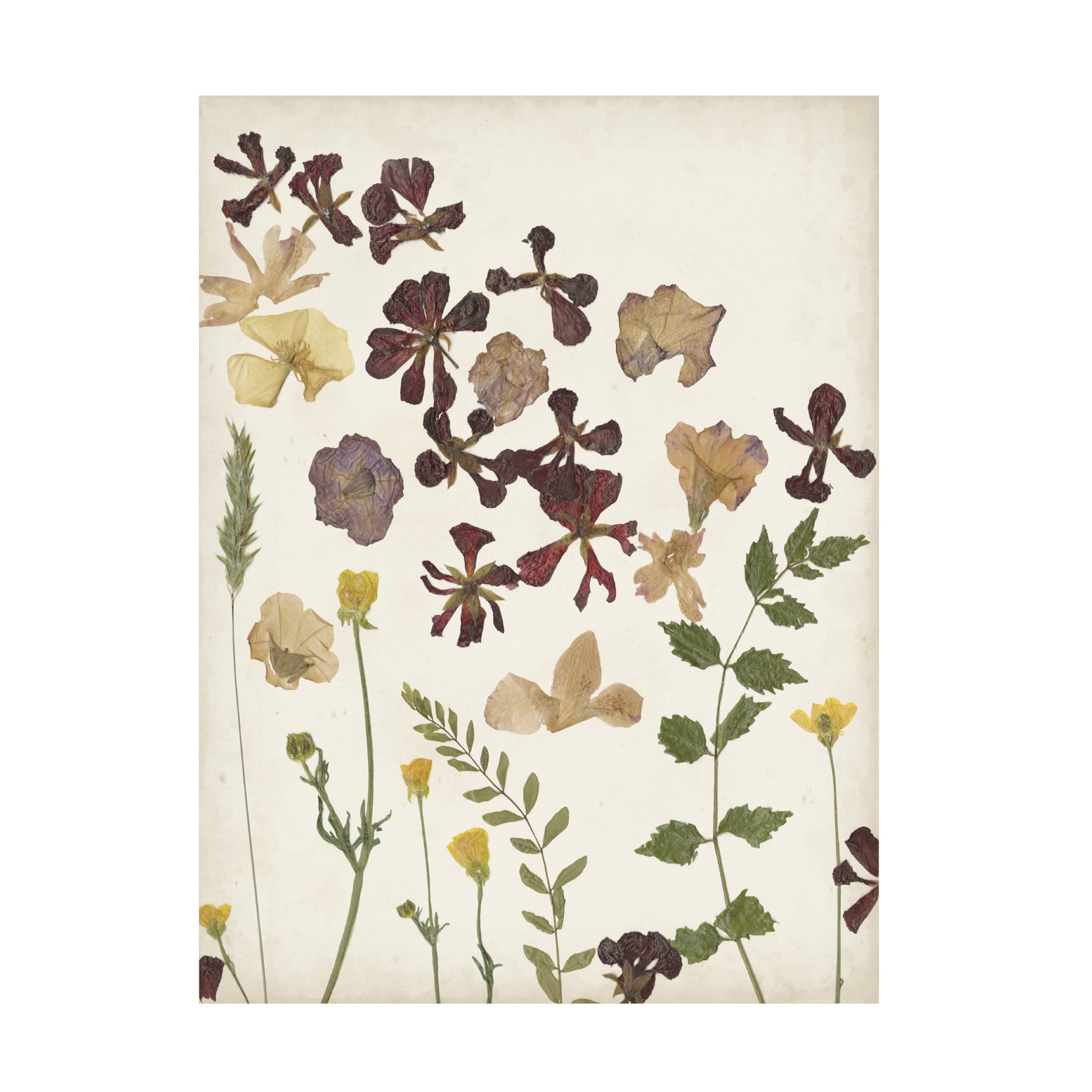 Pressed Flower Arrangement III Canvas Wall Art by Regina Moore - Handmade Botanical Floral Decor for Living Room, Bedroom & Office