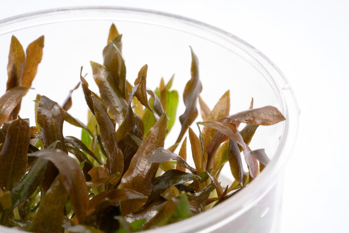 Cryptocoryne Walkeri Live Aquarium Plant - Easy Care Freshwater Aquatic Plant for Fish Tanks & Aquascaping | Perfect for Beginners & Low-Tech Aquariums