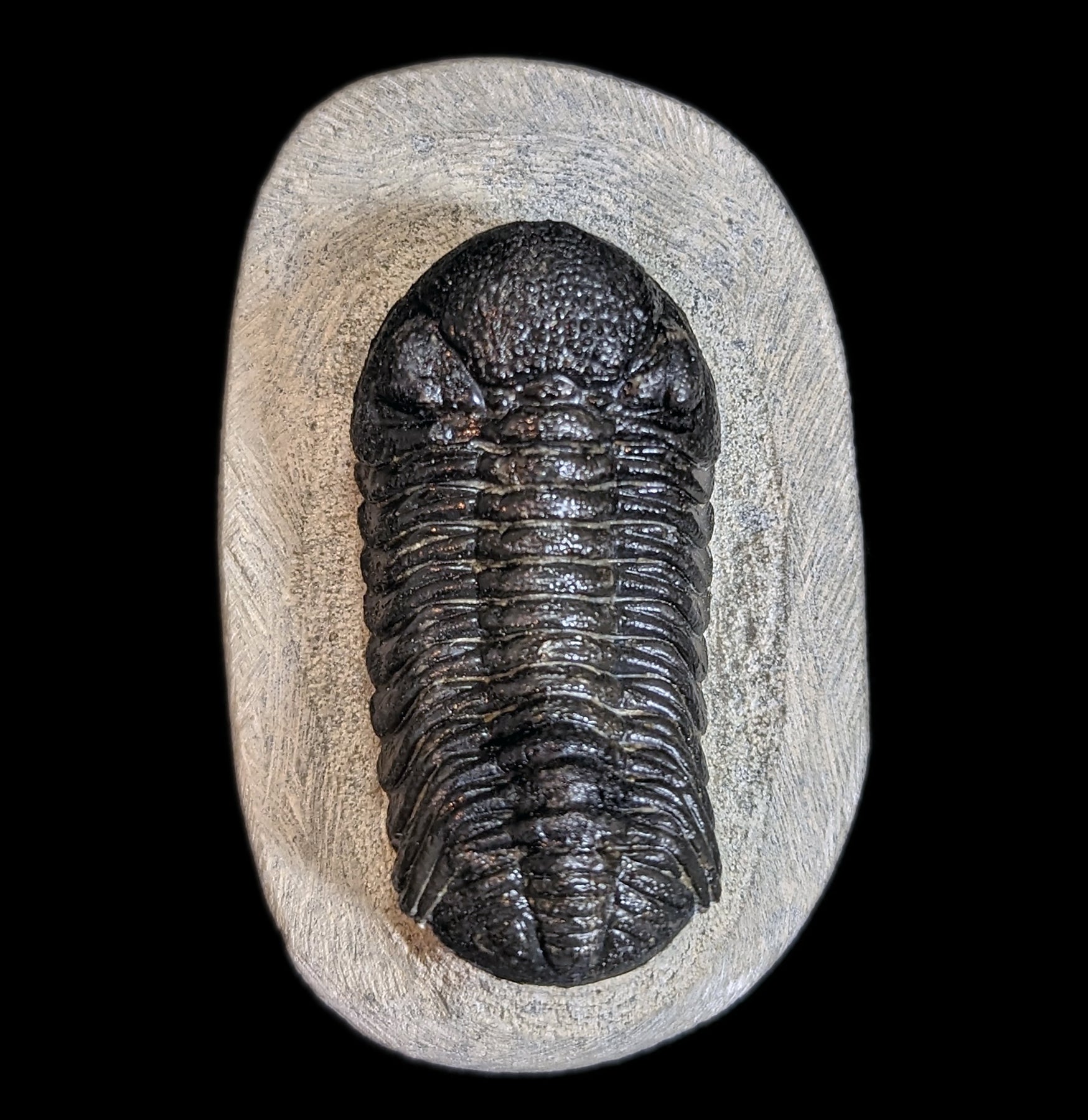 Eldredgeops Rana Trilobite Fossil in Matrix - Authentic Devonian Era Fossil Specimen for Collectors & Home Decor | Perfect for Science Enthusiasts & Unique Gift Ideas