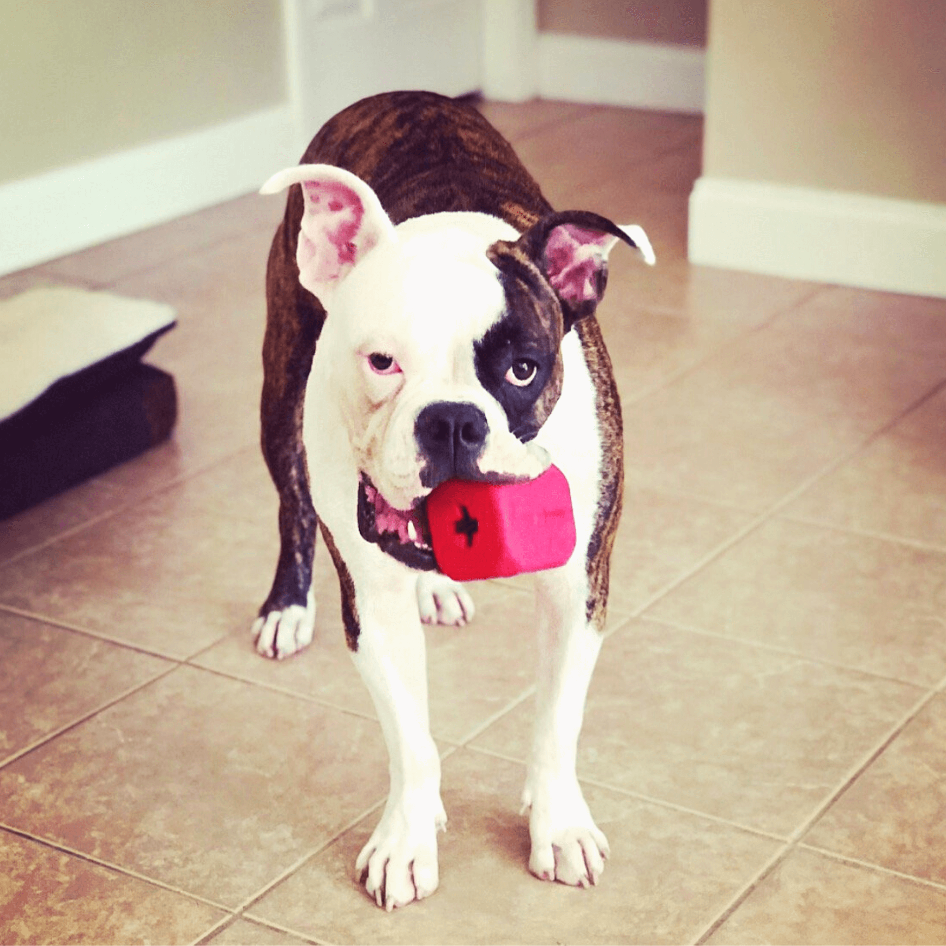 Durable Rubber Chew Dog Toy & Treat Dispenser - Interactive Puzzle Game for Dogs - Perfect for Teething, Training & Playtime