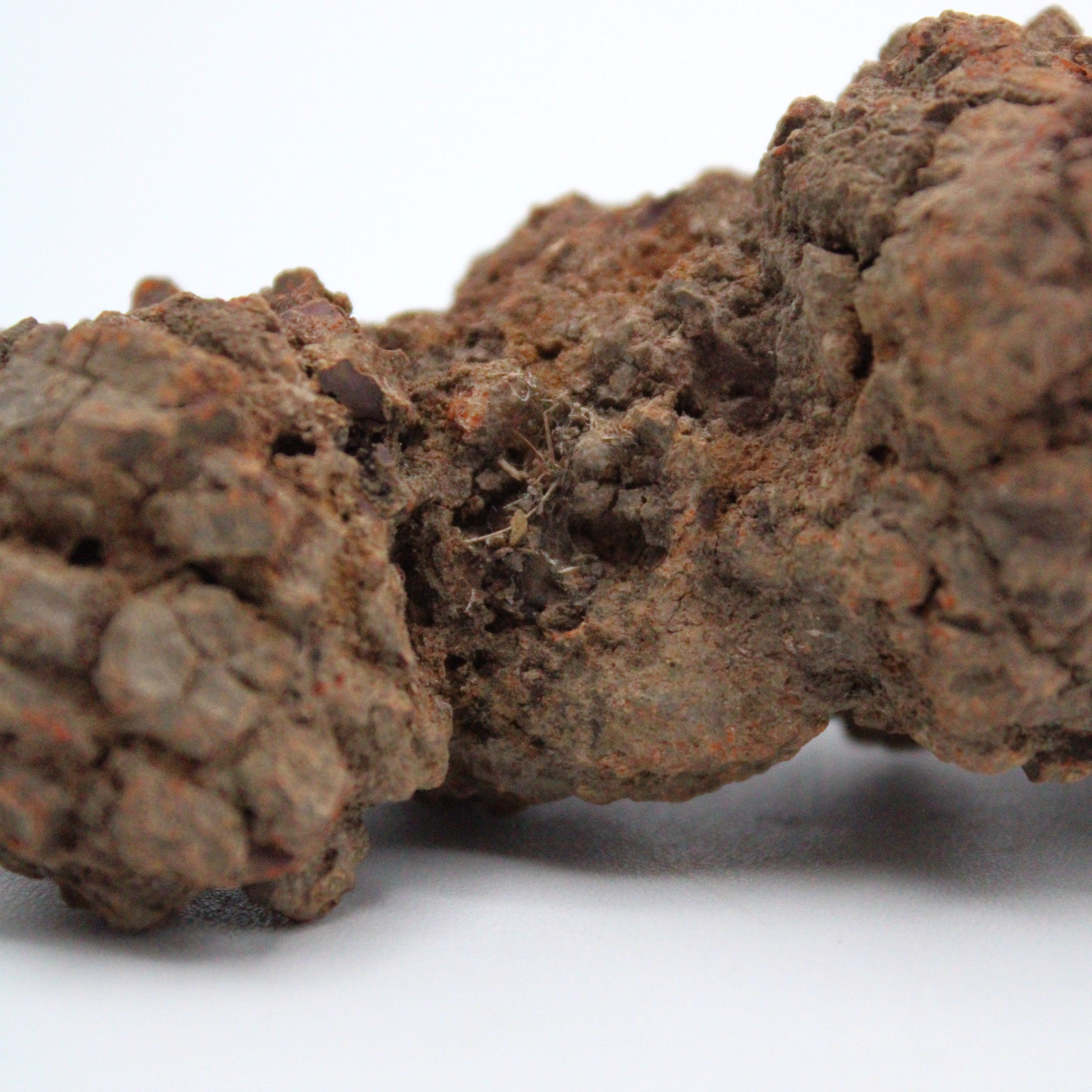 Authentic Coprolite Fossil Specimen - Dinosaur Poop Fossil for Collectors & Science Enthusiasts - Perfect for Educational Displays & Paleontology Gifts