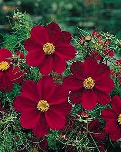 Cosmos 'Dazzler' Flower Seeds - 50 Count, Large Bright Crimson-Red Blooms with Vibrant Yellow Centers | Perfect for Garden Borders, Cut Flower Arrangements & Pollinator Gardens