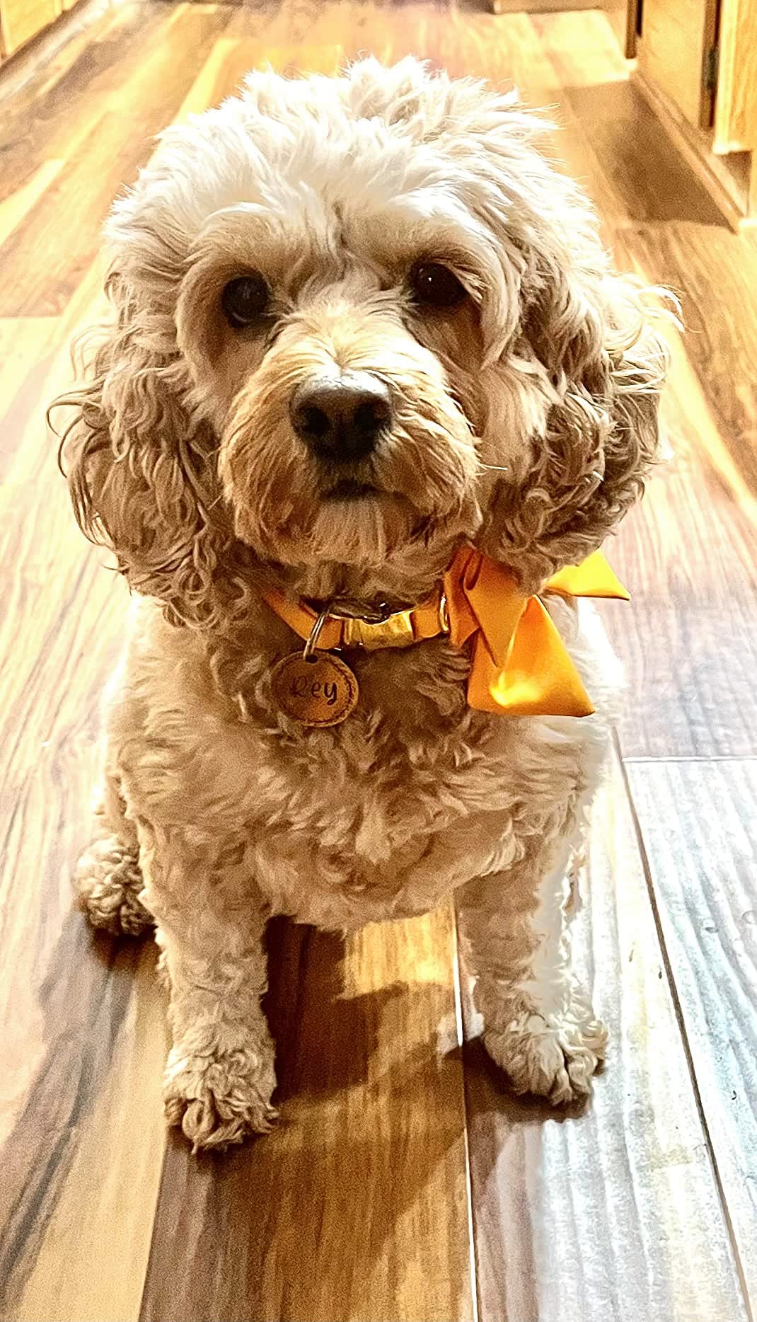 Adjustable Breakaway Dog Collar with Bow Tie - Maca Bates Solid Color Pet Collar for Small Medium Large XL Dogs, Golden Metal Buckle - Perfect for Birthday Gifts, Costume Parties & Daily Walks