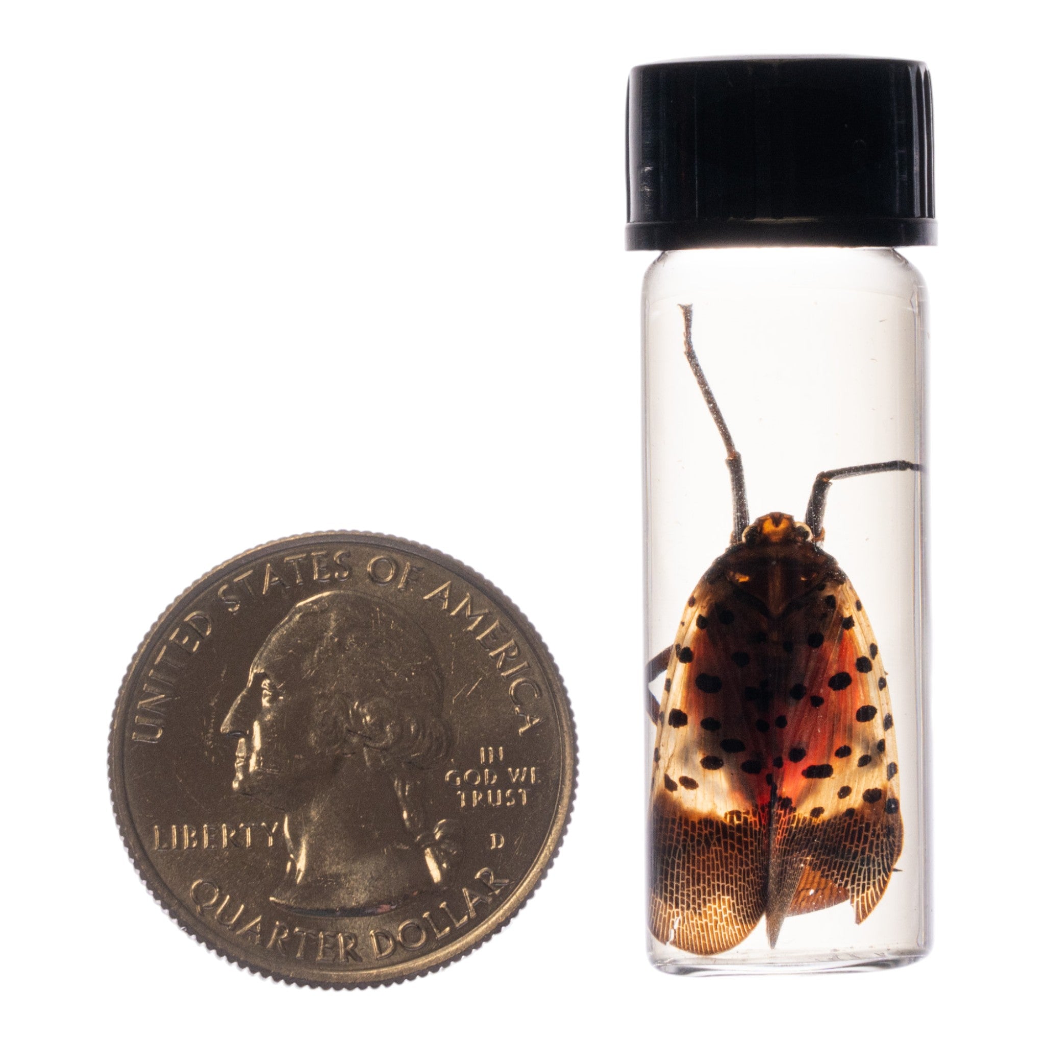 Authentic Spotted Lanternfly Wet Specimen for Entomology Study - Perfect for Science Classrooms, Insect Collections & Biology Research