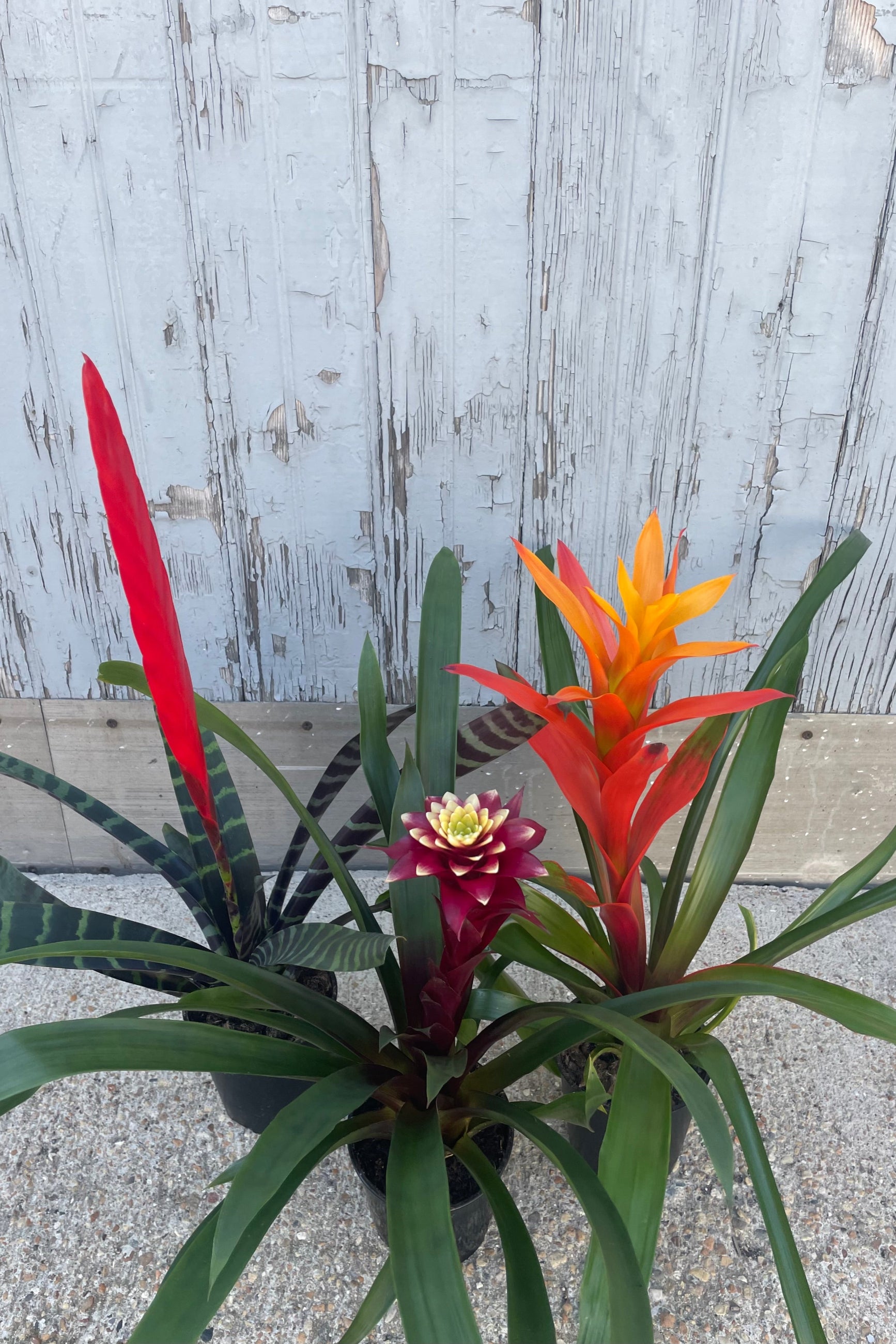 Bromeliad Plant - 5 Pack Live Air Plants for Home & Office Decor - Perfect for Terrariums, Wall Displays, and Indoor Greenery