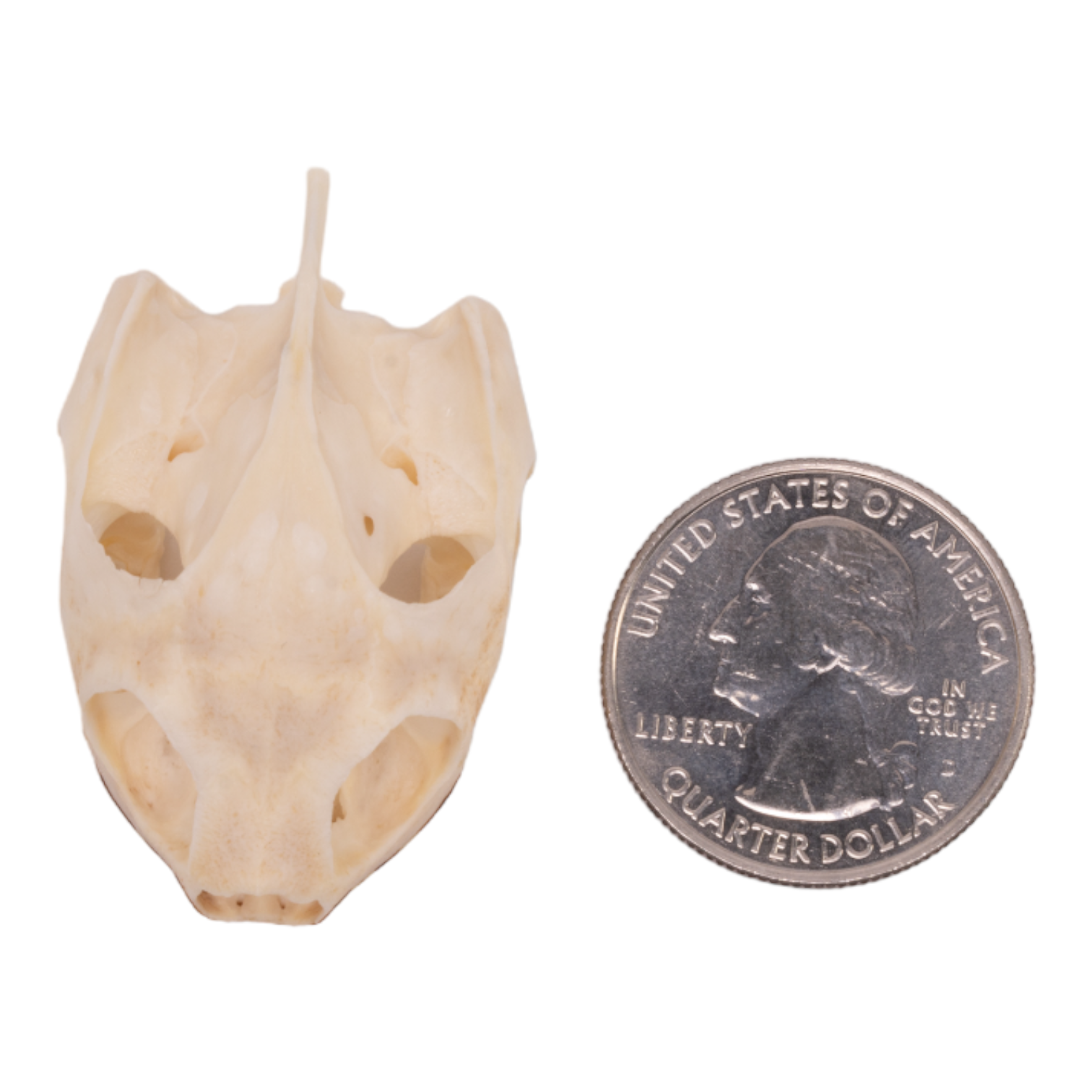 Authentic Real River Cooter Skull - Genuine Turtle Skull Specimen for Science Study, Taxidermy, and Home Decor - Perfect for Biology Classrooms, Oddity Collections, and Gothic Decor