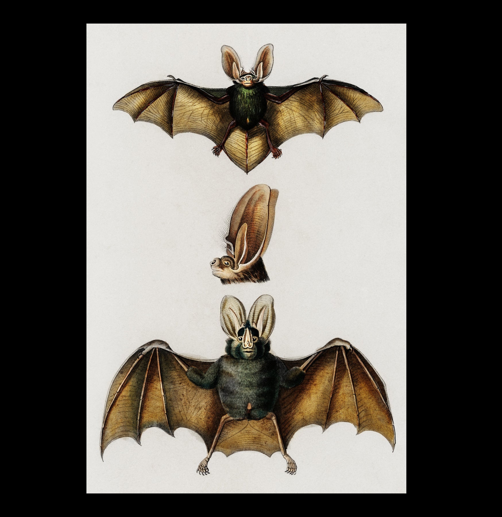 Plecotus Bat Art Print by Charles Dessalines - Stunning Canvas Wall Decor for Home, Office & Gifts | Wildlife Illustration | Nature-Inspired Decor