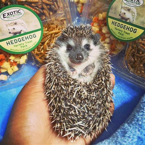 Premium Hedgehog Treat Sampler - Healthy Snacks for Pet Hedgehogs - Assorted Flavors for Small Animals - Perfect for Bonding & Training Treats