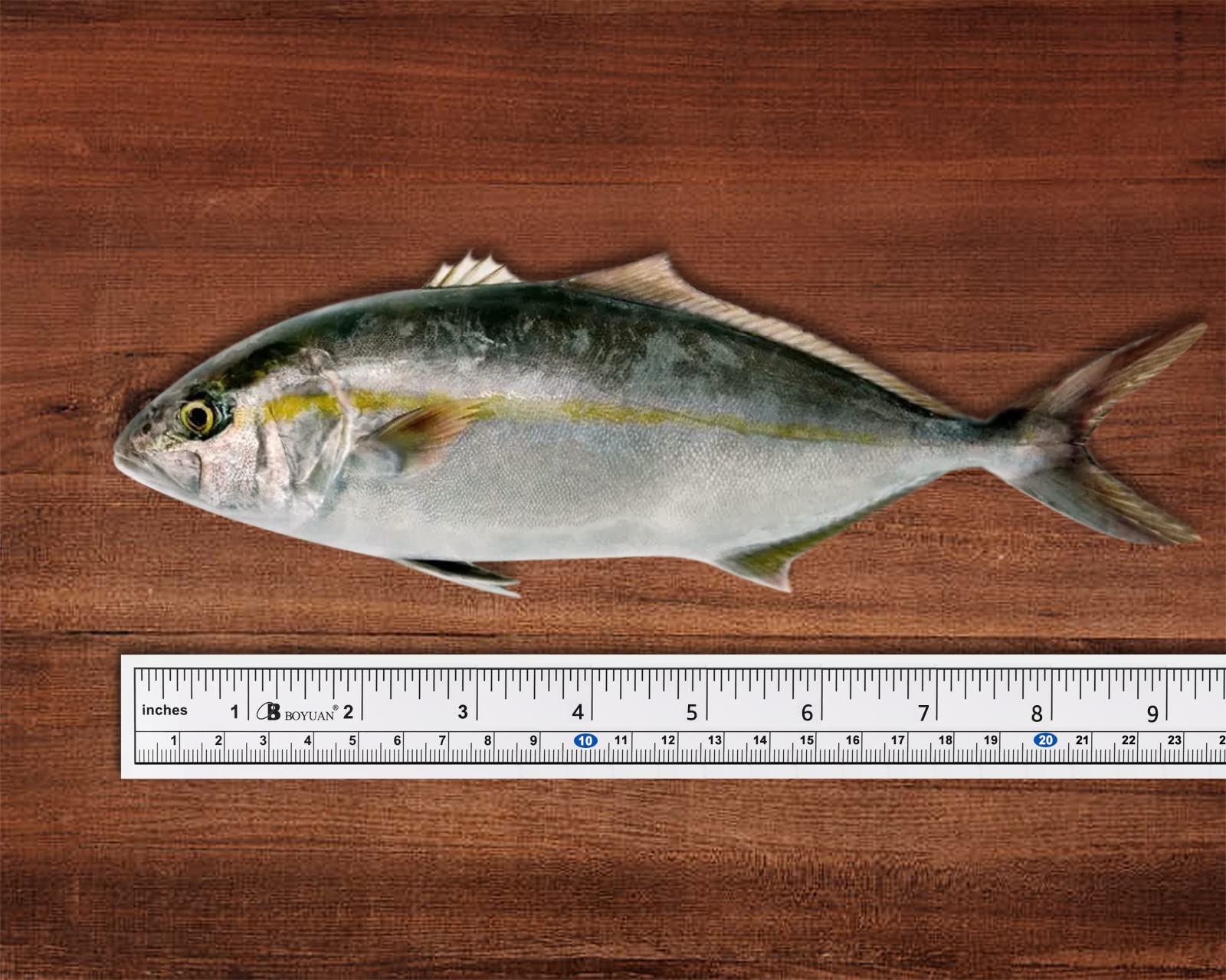 DS. DISTINCTIVE STYLE 36-Inch Waterproof Fish Ruler Sticker - Dual Scale Adhesive Measuring Tape for Boats, Kayaks & Tables | Perfect for Anglers, Fishing Enthusiasts & Outdoor Adventures