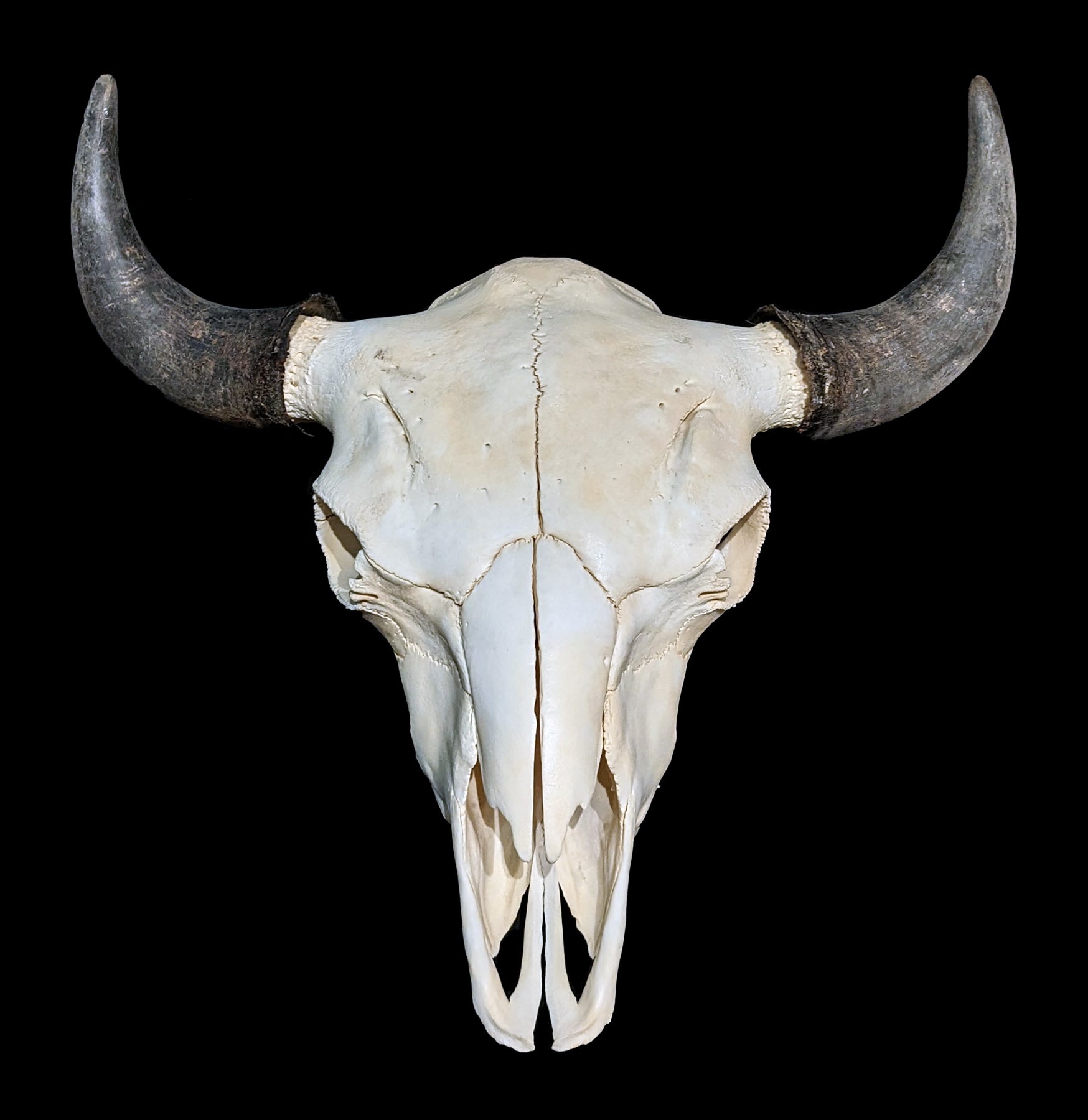 Authentic Bison Skull - Natural Decor for Western & Rustic Home, Cabin, or Hunting Lodge | Perfect for Wall Mount, Taxidermy, and Wild West Themed Interiors