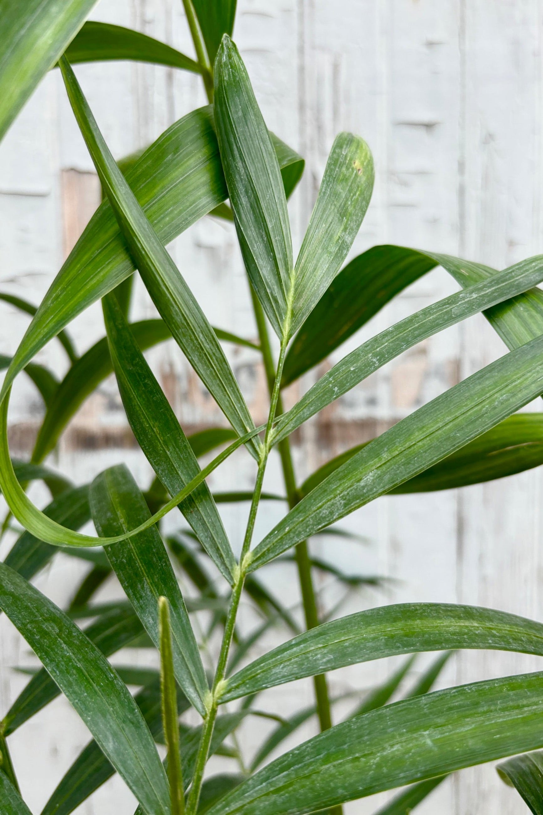 Chamaedorea Hooperiana - 10 Inch Indoor Palm Plant for Home & Office Decor | Perfect for Living Room, Bedroom, or Office Space