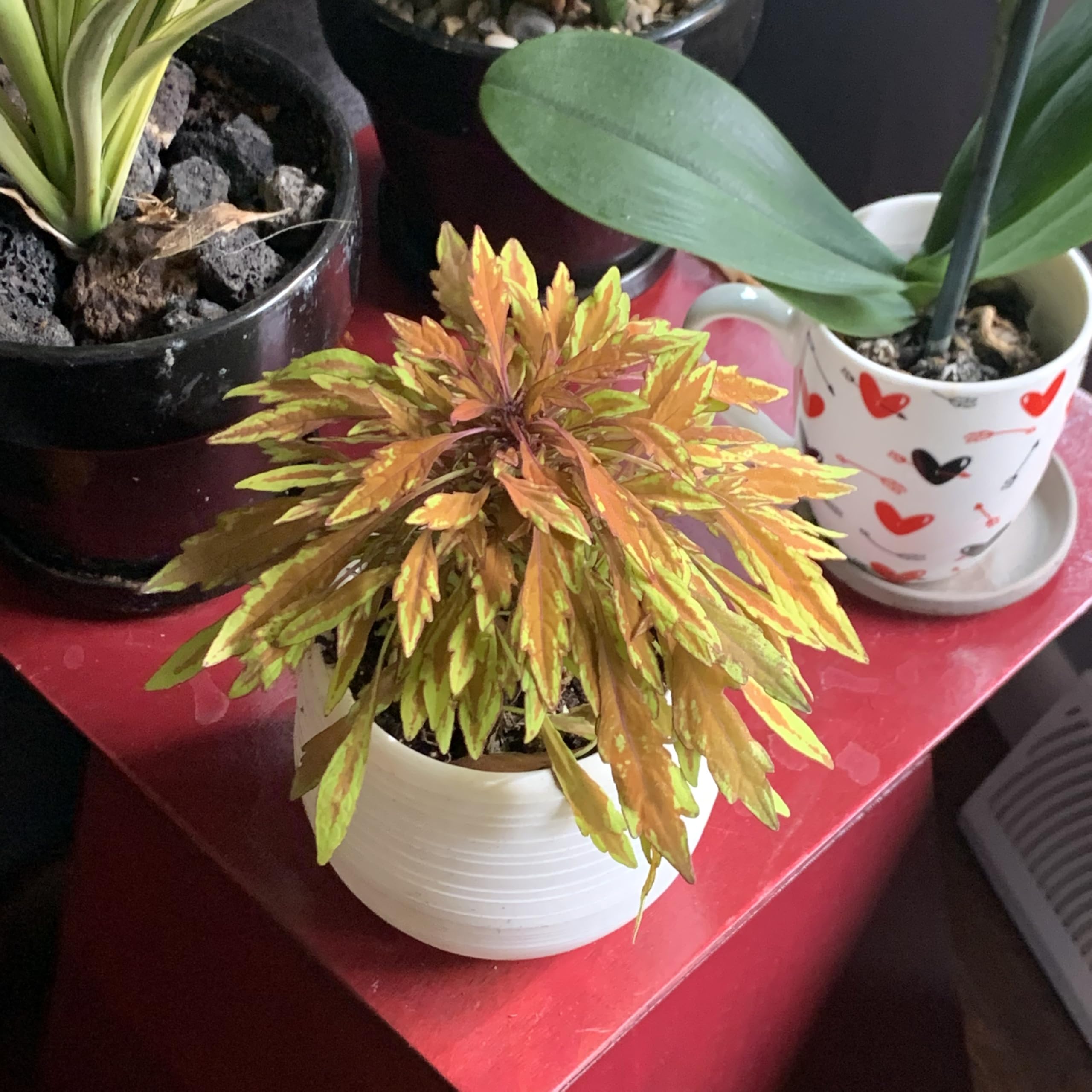 Lion's Mane Mini Copper Plant (Solenostemon) - Fiery Foliage House Plant in 3.7