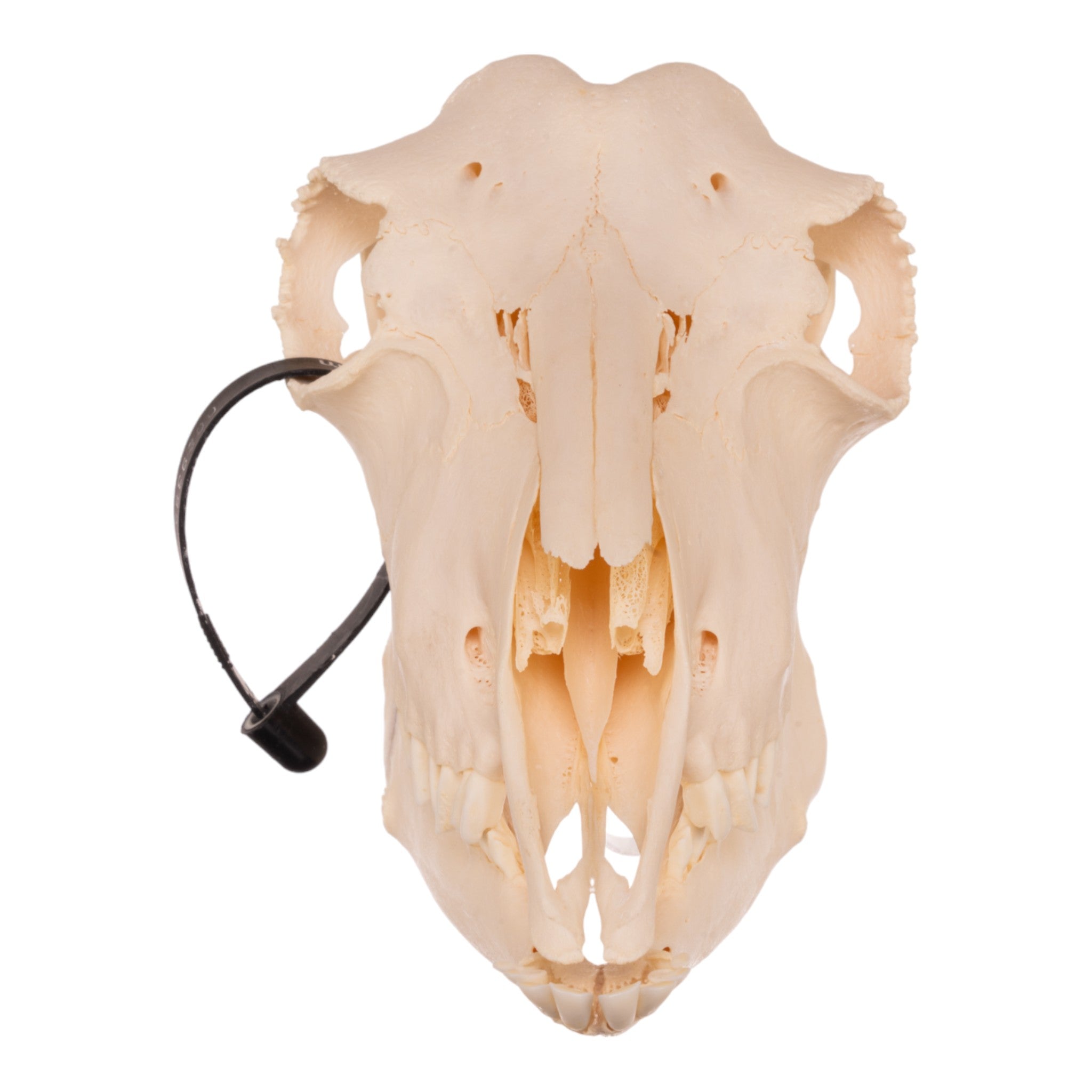 Authentic Real Polled Goat Skull for Home Decor, Taxidermy, and Gothic Collections - Perfect for Halloween, Witchcraft Altars, and Dark Aesthetic Displays