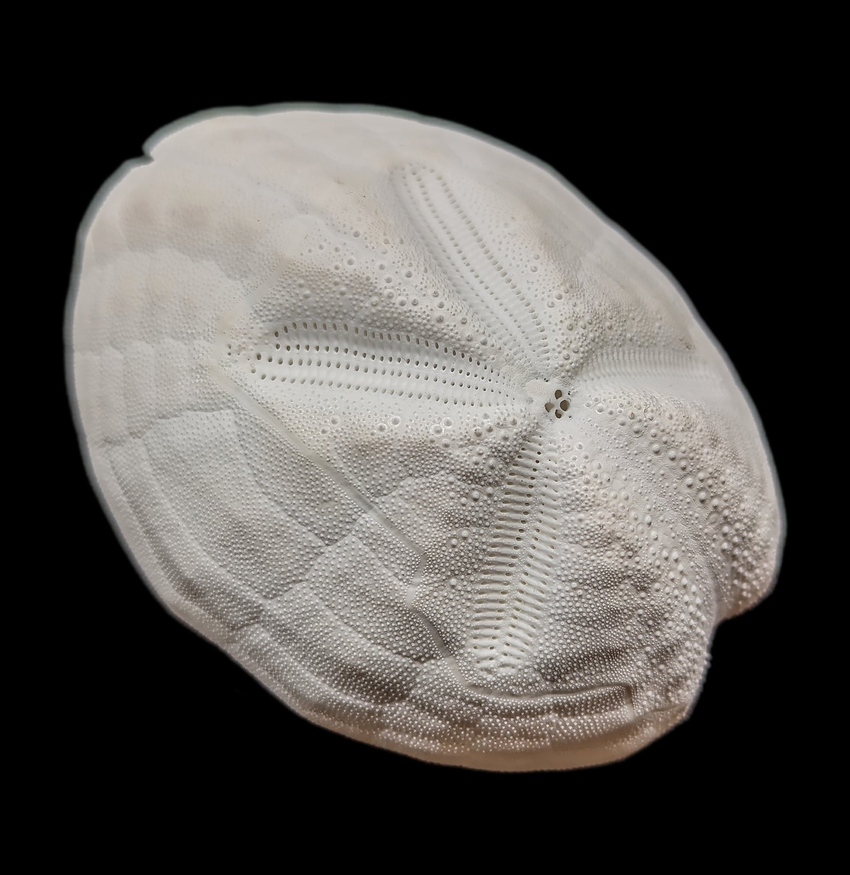 White Sea Gopher Urchin - Natural Marine Decor for Aquariums & Beach Themed Home Decor | Perfect for Coastal Living, Ocean Lovers & Unique Gift Ideas