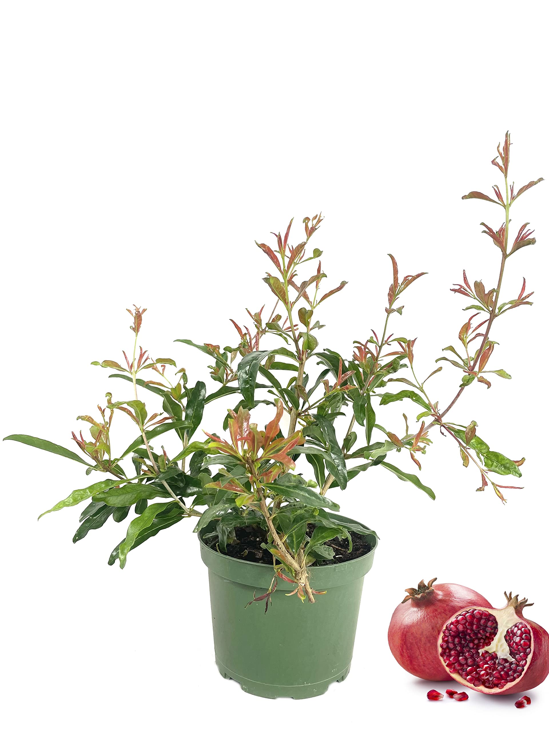 5 Live Pomegranate Trees in 6 Inch Growers Pots - Fruit Bearing Plants for Patio, Garden & Outdoor Landscaping - Perfect for Home Gardening, Fresh Fruit Harvest & Mediterranean Style Decor