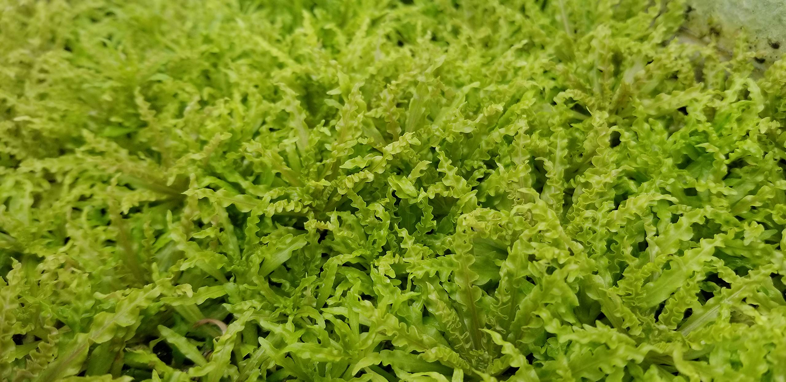 Pogostemon Helferi Downoi - Live Aquarium Plants for Freshwater Fish Tanks - Perfect for Aquascaping and Aquatic Decor
