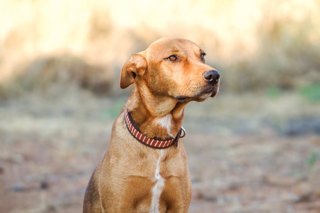Premium Genuine Leather Dog Collar - Matika Rust Brown - Cassie Style - Durable & Adjustable Pet Collar for Small Medium Large Dogs - Perfect for Daily Walks, Training & Outdoor Adventures