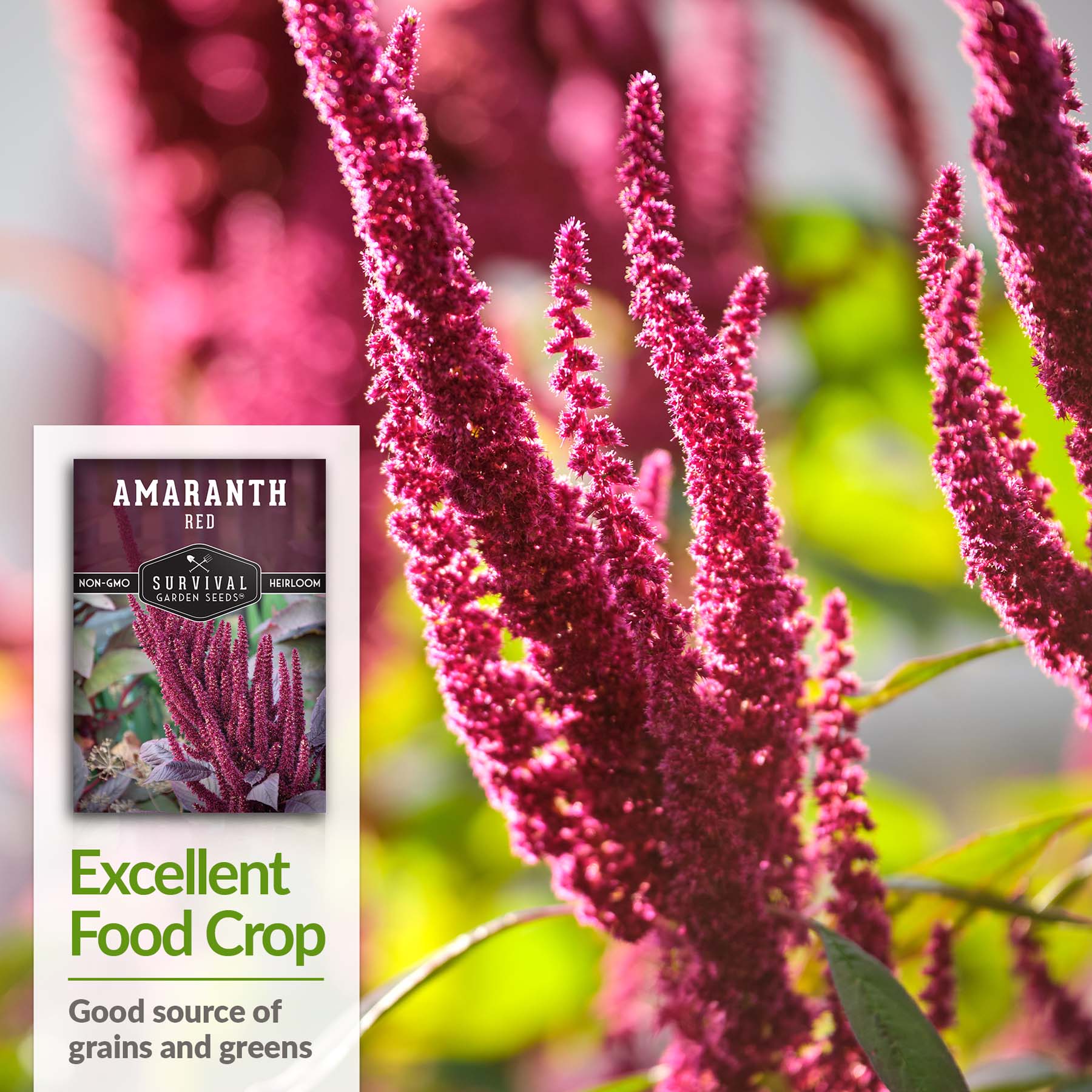 Organic Red Amaranth Seeds for Planting - Non-GMO Heirloom Vegetable Seeds for Home Garden, Backyard Farming - Perfect for Salads, Smoothies & Healthy Eating