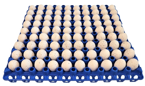 24 Pack of 90 Small Egg Trays for Quail, Pigeon, Dove & Other Birds - Perfect for Poultry Farms, Bird Breeders & Egg Storage
