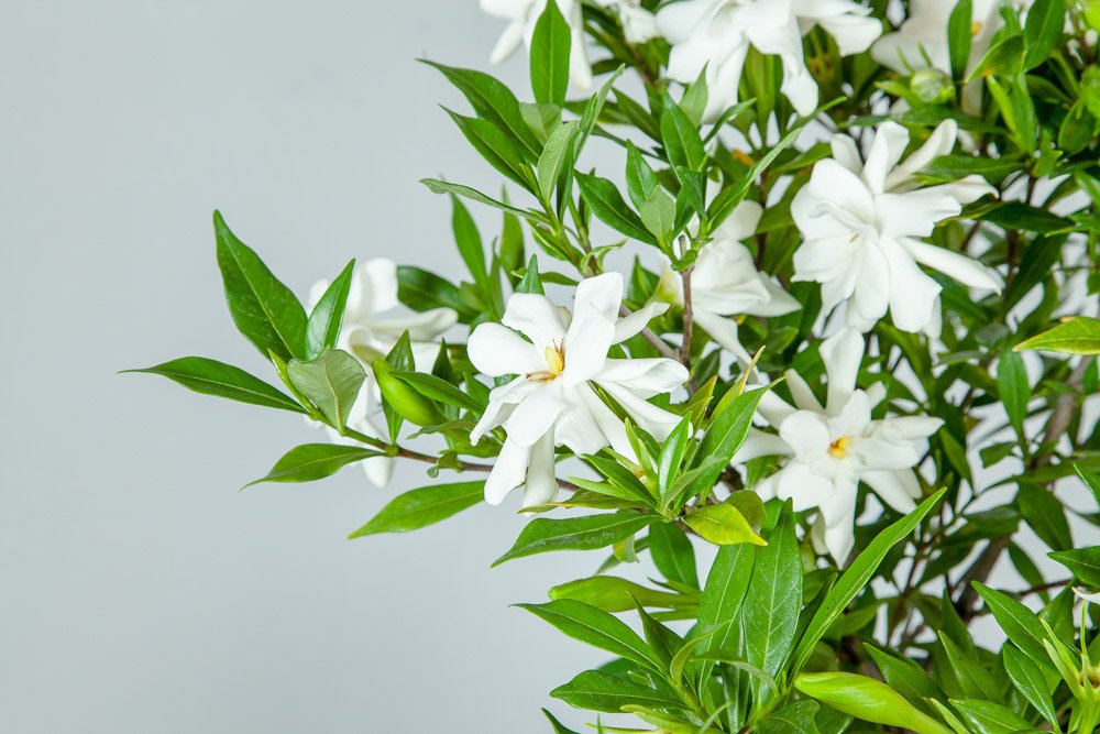 Frostproof Gardenia Live Plant - 3 Gallon Pot | Evergreen Flowering Shrub for Landscaping, Patio & Garden Decor