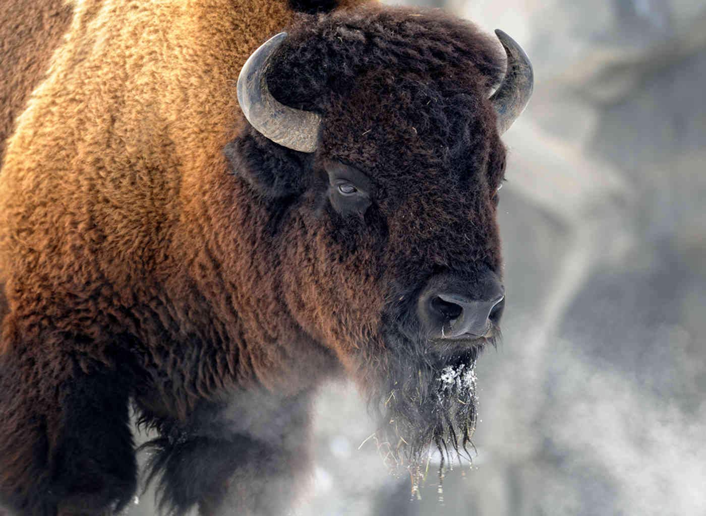 Qoalips 5D DIY Diamond Painting Kit - Brown Buffalo American Bison Snow Wildlife Animal Art - 20x24 Inch Full Drill Cross Stitch Canvas Wall Decor - Perfect for Home Decoration, Gift & Relaxation