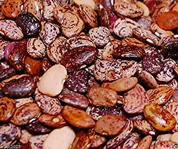 Organic Heirloom Lima Beans - Bush Lima Beans Jackson Wonder Non-GMO - 1/4 lb (~275 Seeds) - Perfect for Home Gardening, Canning & Healthy Recipes