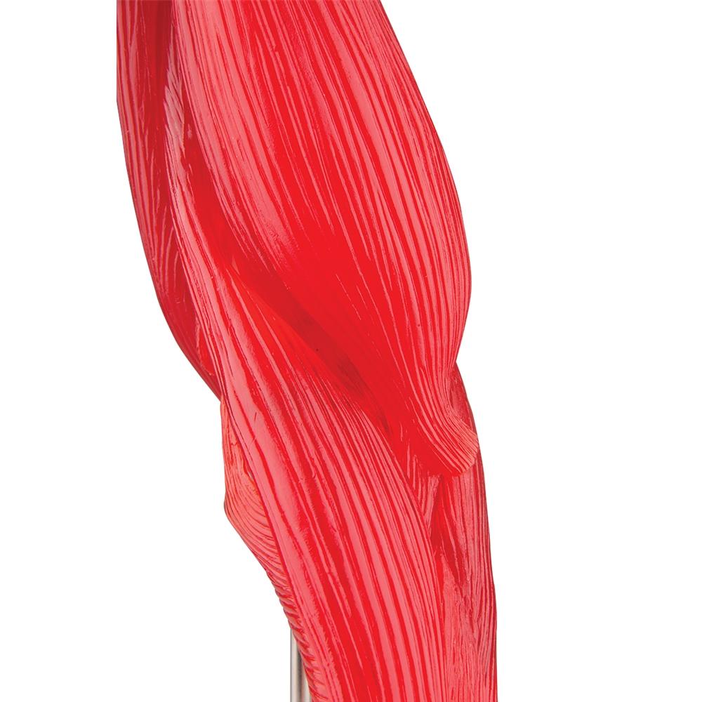 8-Part Elbow Joint with Muscles Model - Detailed Human Anatomy Study Tool for Medical Students & Professionals