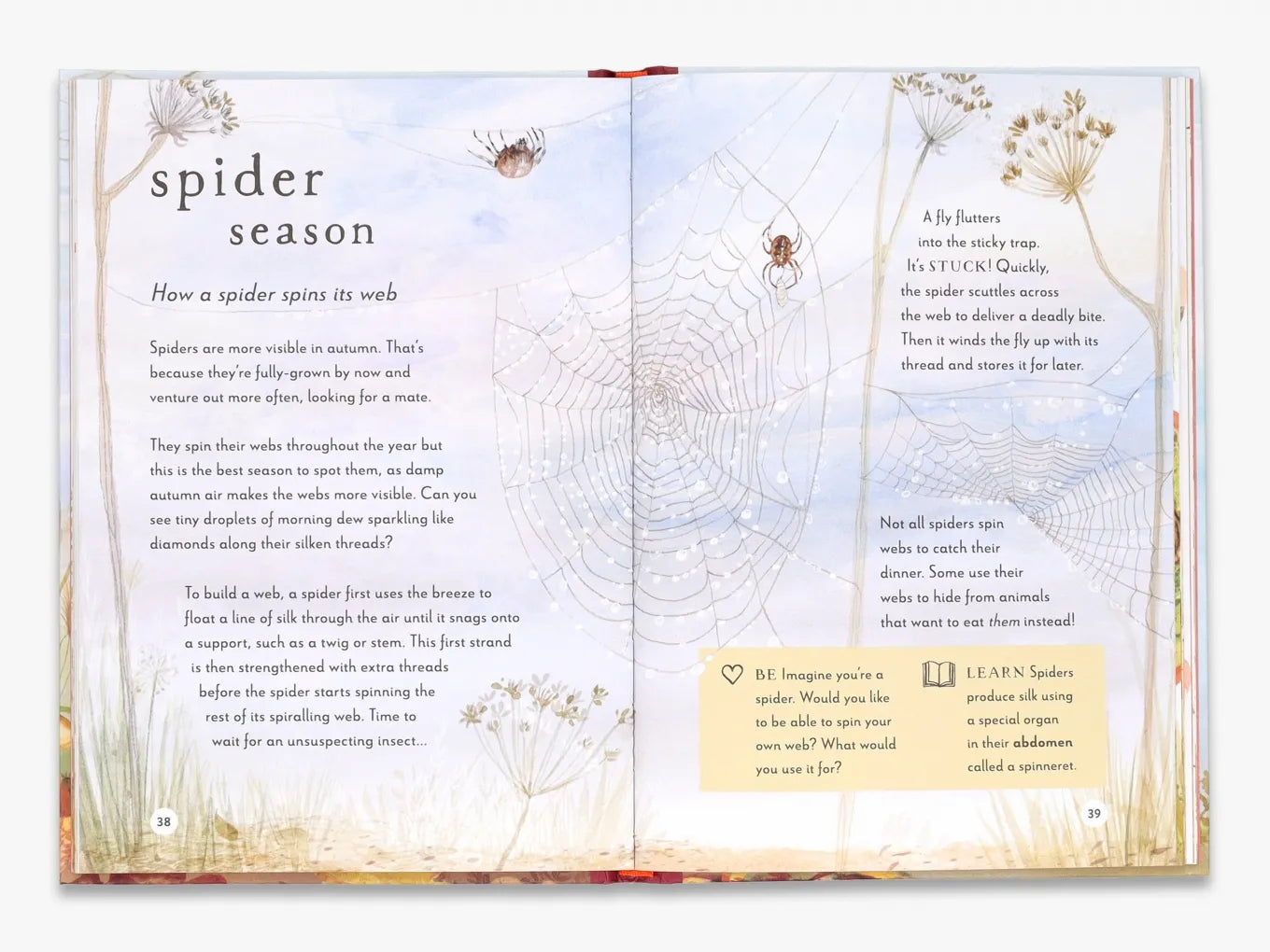 A Field Guide to Autumn - Nature Exploration Book for Fall Hiking & Outdoor Activities | Field Guide Series