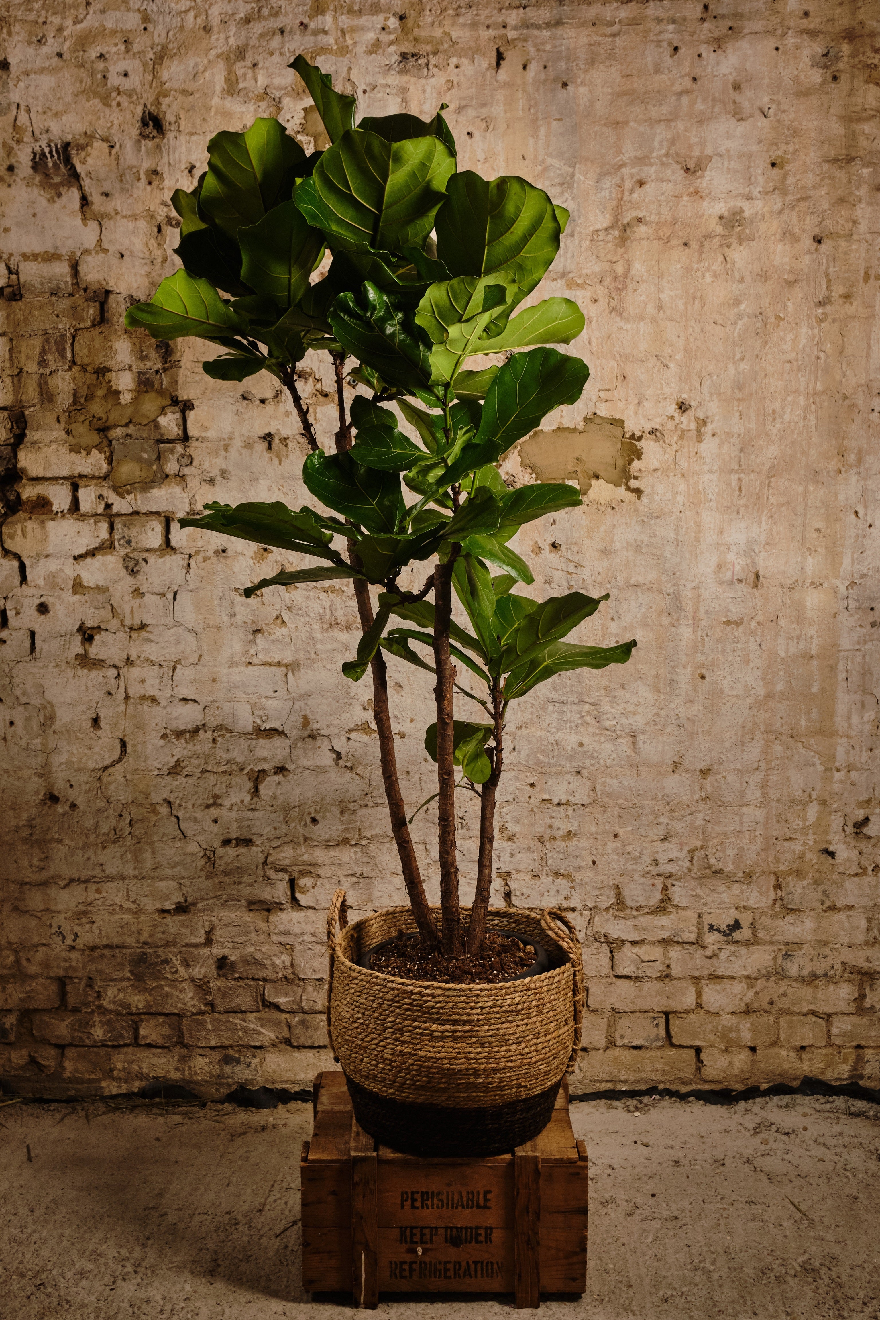 Fiddle Leaf Fig Tree - Ficus Lyrata Indoor Plant for Home & Office Decor | Perfect for Living Room, Bedroom, or Workspace | Local Delivery & Click & Collect Available