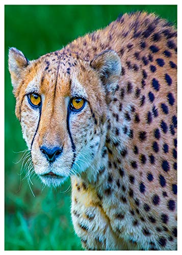Cheetah 'On the Prowl' Birthday Card - Funny Animal Greeting Card with 'Happy Birthday' Message Inside - Perfect for Wildlife Lovers & Humorous Birthday Wishes