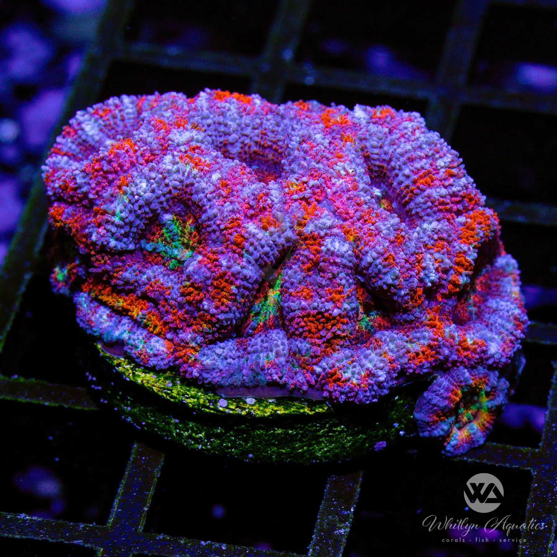C33 WA Cotton Candy Acan Coral - WYSIWYG Live Coral for Saltwater Aquariums | Perfect for Reef Tanks & Marine Aquascaping