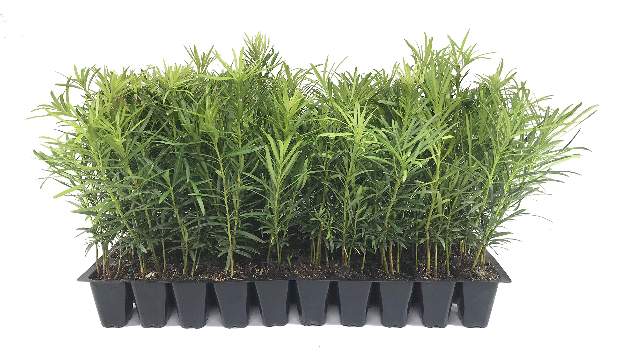 Podocarpus Macrophyllus Japanese Yew - 60 Live Plants in 2 Inch Pots - Evergreen Privacy Hedge for Landscaping, Garden Borders & Outdoor Screening