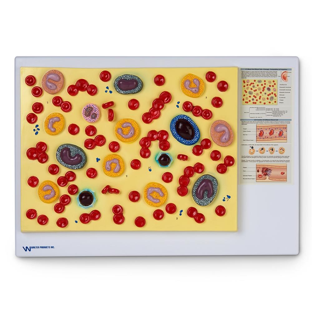 Human Blood Cells Enlarged 2000X - Microscopic View for Science Education & Medical Research - Perfect for Biology Classrooms, Lab Studies & Scientific Presentations