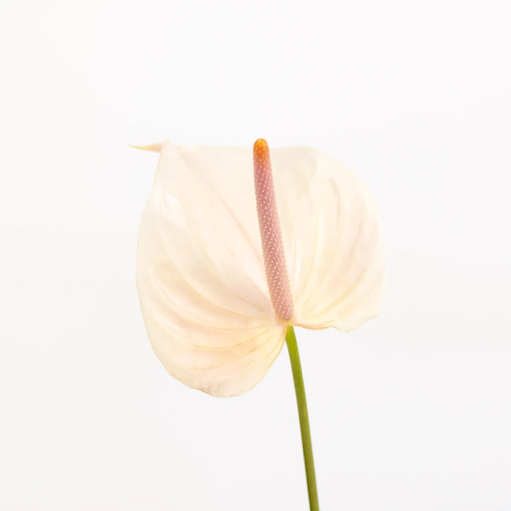 Anthurium Lime Burst Obake Tropical Flower - Exotic Live Houseplant for Home & Office Decor - Perfect for Indoor Gardens, Wedding Centerpieces & Tropical Theme Parties