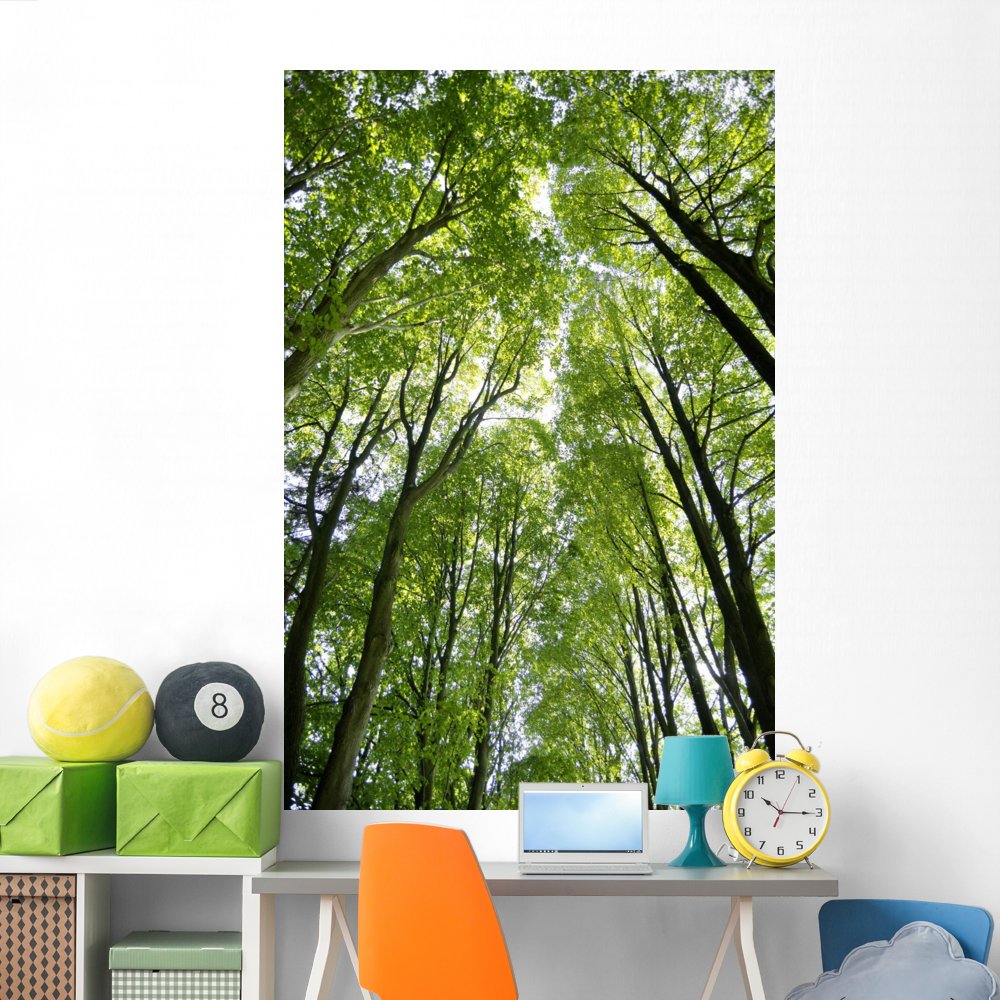 Wallmonkeys Canopy Wall Mural - Peel and Stick Removable Graphic (72