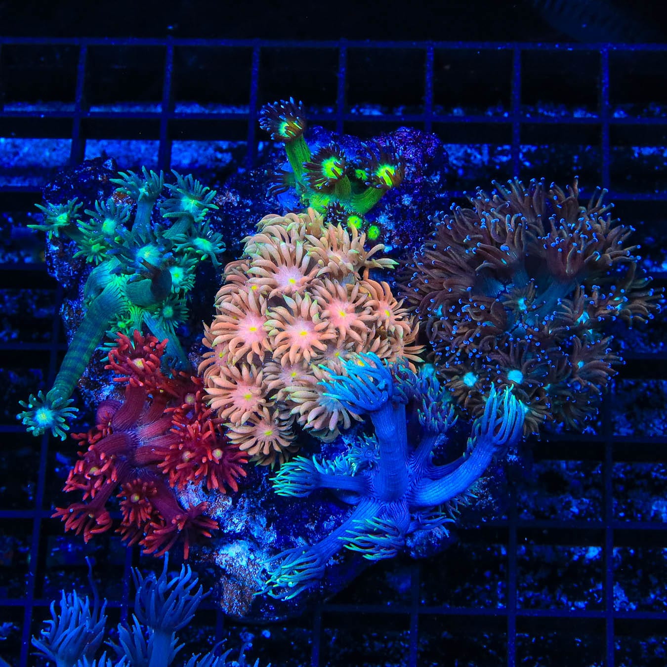 Vibrant Rainbow Goniopora Coral for Saltwater Aquariums - Live Coral Frag for Reef Tanks, Perfect for Marine Habitat & Coral Propagation